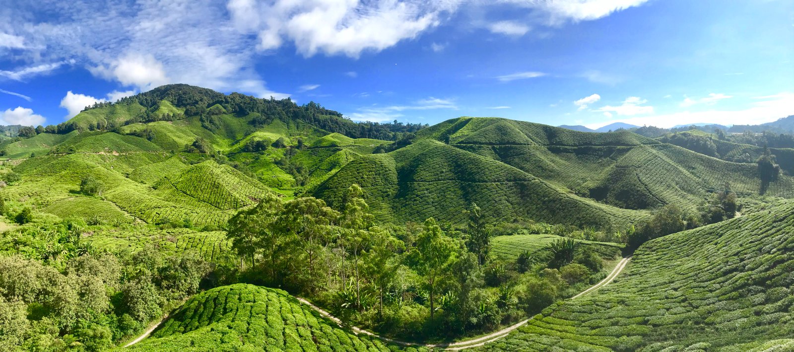 BOH Tea Plantation