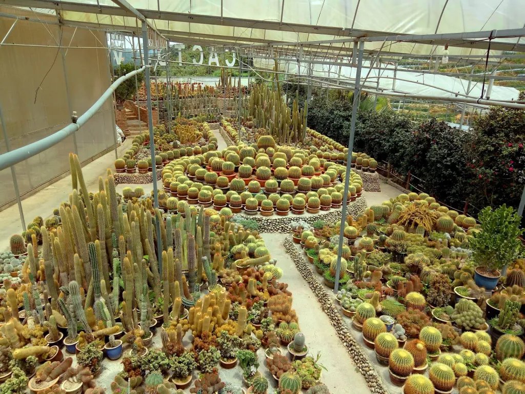 CACTUS VALLEY