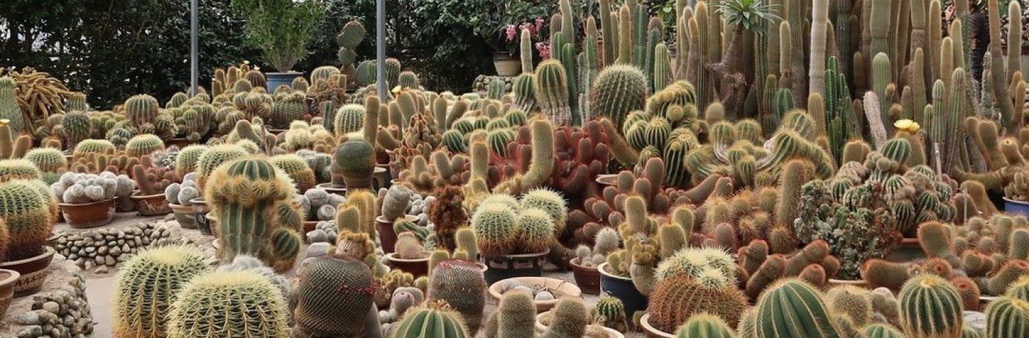 Cactus Valley