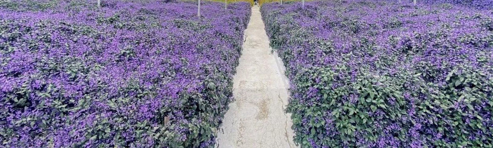 Lavender Garden