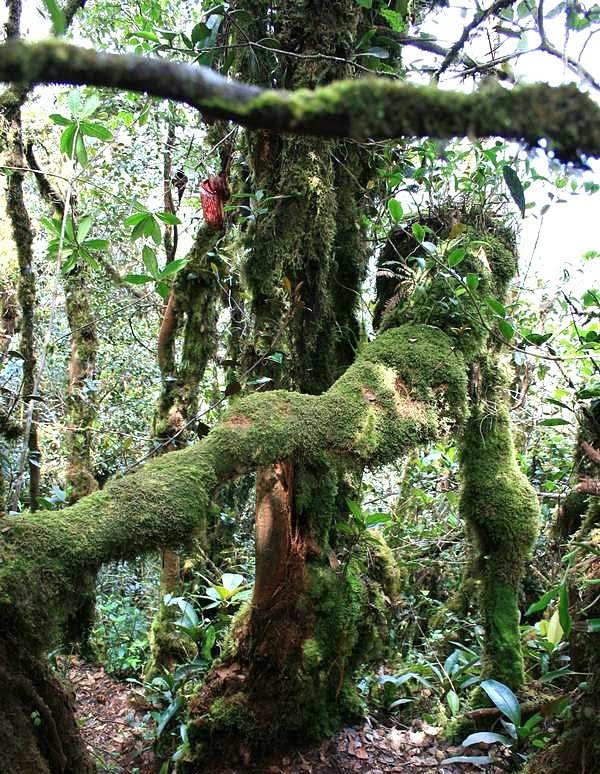 MOSSY FOREST