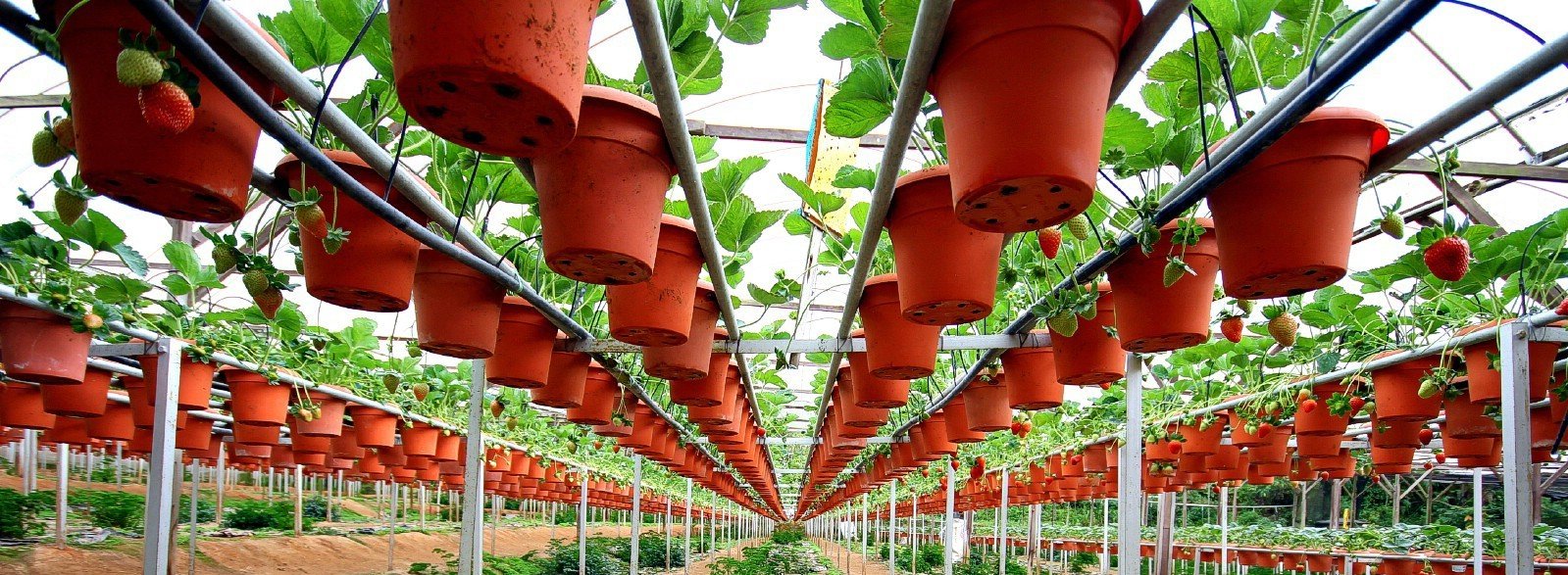 Strawberry Farm