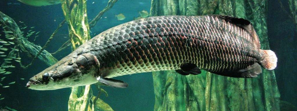 Aquaria KLCC