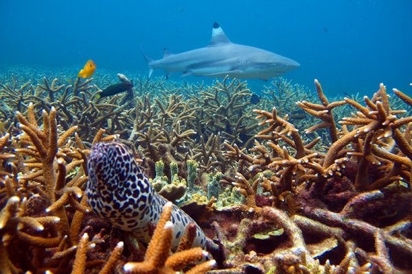 SNORKELING ADVENTURES