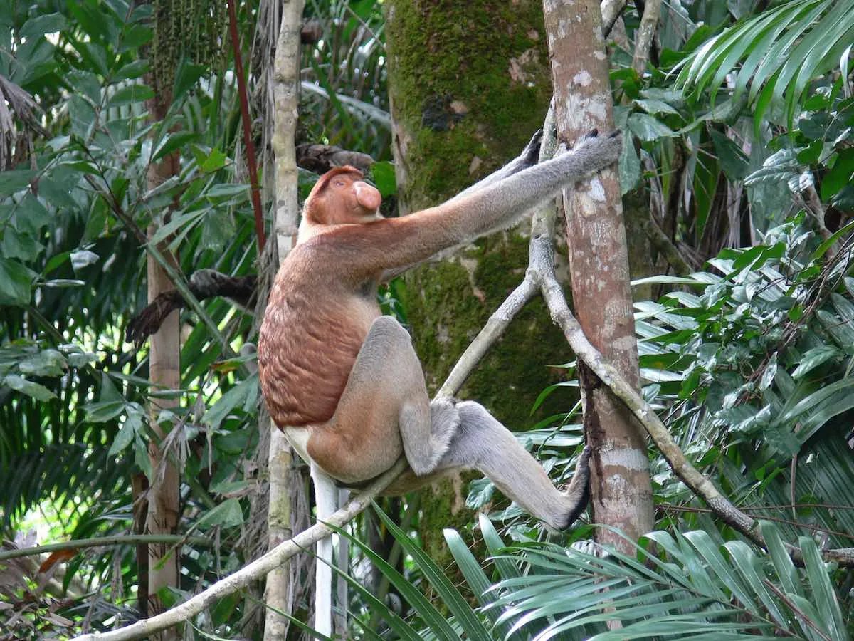 BAKO NATIONAL PARK