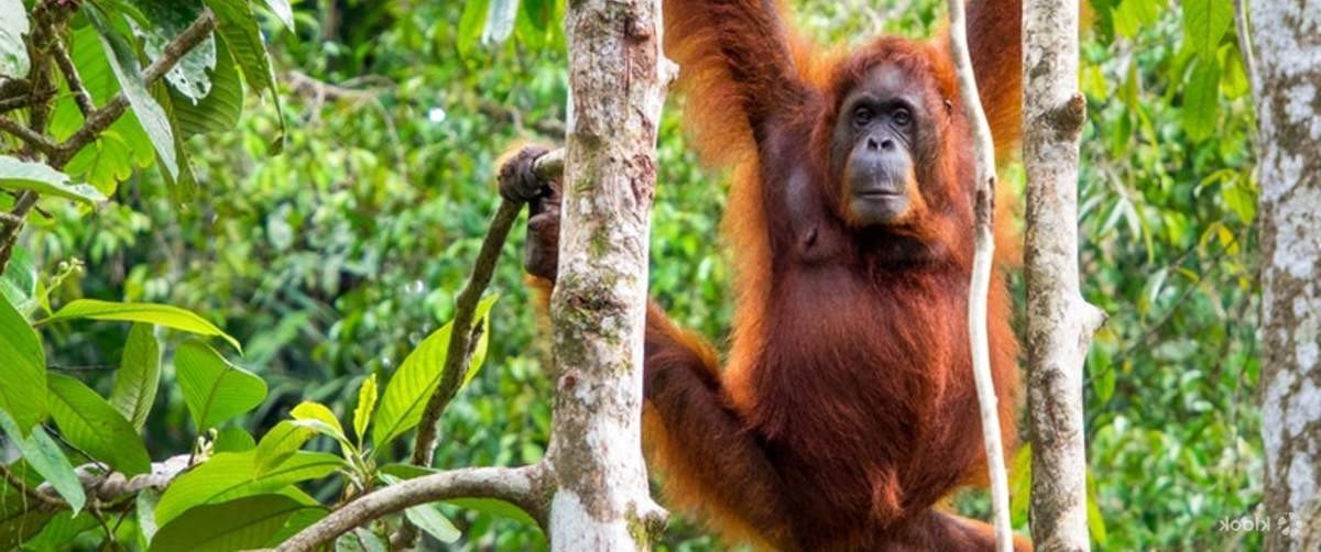 Semenggoh Wildlife Centre