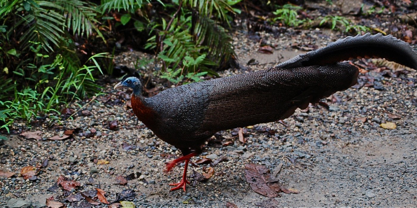 Bird Watching Taman Negara