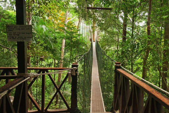 CANOPY WALKWAY