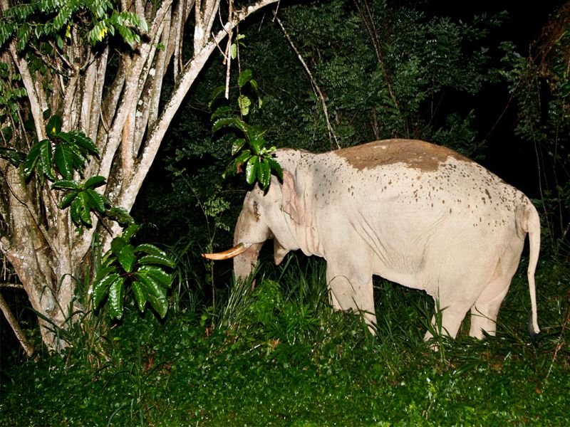 NIGHT SAFARI